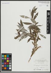 Foto von Salix alba L.